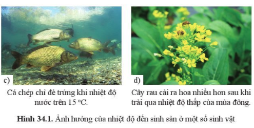 BÀI 34. CÁC YẾU TỐ ẢNH HƯỞNG ĐẾN SINH SẢN VÀ ĐIỀU KHIỂN SINH SẢN Ở SINH VẬTMỞ ĐẦUCâu hỏi: Quá trình thụ phấn và hình thành quả ở cây bầu, cây bí có thể chịu ảnh hưởng của những yếu tố nào?Đáp án chuẩn:Nhiệt độ, độ ẩm, ánh sáng,...I. CÁC YẾU TỐ ẢNH HƯỞNG ĐẾN SINH SẢN Ở SINH VẬTCâu 1: Kể tên một số yếu tố ảnh hưởng đến sinh sản ở sinh vậtĐáp án chuẩn:Ánh sáng, nhiệt độ, nước, chất dinh dưỡng,...Câu 2: Quan sát hình 34.1, nêu ảnh hưởng của nhiệt độ đến sinh sản ở mỗi sinh vật trong hìnhĐáp án chuẩn:Cây hoa cúc: ảnh hưởng đến sự ra hoa.Rùa ấp trứng: ảnh hưởng đến giới tính của rùa.Cá chép: ảnh hưởng đến sự sinh sản của cá.Rau cải: ảnh hưởng đến sự ra hoa.Vận dụng 1Câu hỏi: Một số cây chỉ ra hoa, tạo quả vào mùa hè (ví dụ: hoa dâm bụt, hoa chùm ớt) hoặc mùa đông (ví dụ: hoa cúc hoạ mi, hoa thược dược). Theo em, sự ra hoa, tạo quả của cây đó chịu ảnh hưởng rõ rệt của yếu tố môi trường nào?Đáp án chuẩn:Chịu ảnh hưởng của nhiệt độ, ánh sáng và nước.Câu 3: Nêu ảnh hưởng của ánh sáng đến sinh sản ở sinh vật. Lấy ví dụ Đáp án chuẩn:Cường độ, thời gian chiếu sáng trong ngày ảnh hưởng đến sự sinh sản ở sinh vật. Ví dụ: điều kiện ánh sáng mạnh (thanh long, nhãn,..), điều kiện ánh sáng yếu (hoa cúc, hoa đào,…).Câu 4: Từ bảng 34.4, nhận xét ảnh hưởng của độ ẩm đến sinh sản ở sâu non ăn lá lúa.Đáp án chuẩn:Ở 25oC, nếu độ ẩm cao (90%) thì tỉ lệ đẻ trứng là 100%. Và độ ẩm càng xuống thấp thì tỷ lệ đẻ trứng giảm.Câu 5: Lấy ví dụ về ảnh hưởng của nước đến sinh sản ở thực vậtĐáp án chuẩn:Thiếu nước làm cho cây ra ít nụ, ít hoa hoặc không ra hoa như măng cụt, cà chua. Có loại lại ra hoa nhiều trong điều kiện khô cằn như hoa giấy.Vận dụng 2Câu hỏi: Lấy ví dụ chứng minh cho việc bón đúng loại phân, đúng lượng làm cho cây ra hoa, đậu quả nhiều.Đáp án chuẩn:Khi cây bị thiếu đạm, cây sẽ sinh trưởng kém, còi cọc, lá cây sẽ úa vàng, khả năng quan hợp yếu, khả năng phân cành, đẻ nhánh kém,...Vận dụng 3Câu hỏi: Nêu những điều cần chú ý khi cung cấp chất dinh dưỡng cho vật nuôi đảm bảo hiệu quả sinh sản.Đáp án chuẩn:- Cung cấp đầy đủ thức ăn dễ tiêu, đảm bảo chất lượng và số lượng phù hợp với từng lứa tuổi của vật nuôi. Cho ăn đúng giờ, đúng bữa, đúng lượng.- Không dùng thức ăn kém chất lượng, vệ sinh máng ăn, máng uống.Câu 6: Lấy ví dụ cho thấy đặc điểm của loài ảnh hưởng đến sinh sản sinh vậtĐáp án chuẩn:Cà chua phải có đủ 14 lá mới ra hoa,Câu 7: Nêu vai trò của hocmone ảnh hưởng đến sinh sản ở sinh vậtĐáp án chuẩn:Điều hoà sự ra hoa, đậu quả ở thực vật. Ở động vật hormone sinh dục tác động lên quá trình hình thành tinh trùng, trứng.II. ĐIỀU KHIỂN SINH SẢN Ở SINH VẬTCâu hỏi 1: Lấy ví dụ ở địa phương em:a) Cây ra hoa một lần và cây ra hoa nhiều lần trong năm.b) Động vật đẻ ít con và động vật đẻ nhiều conĐáp án chuẩn:a) Một lần trong năm: cải, lúa, ngô,…Nhiều lần trong năm: xoài, na, ổi,…b) Đẻ ít con: trâu, bò, khỉ,…Đẻ nhiều con: lợn, chuột, chó…Câu 8: Quan sát bảng 34.2, lấy ví dụ về điều khiển sinh sản ở sinh vật bằng điều chỉnh các yếu tố của môi trường theo mẫu bảng sau:Đáp án chuẩn:Các yếu tố môi trườngVí dụ ở thực vậtVí dụ ở động vậtÁnh sáng, nhiệt độThắp đèn vào ban đêm làm cho cây thanh long ra nhiều hoa hoặc ra hoa trái vụ.Thắp đèn kéo dài thời gian chiếu sáng trong ngày làm cho gà có thể đẻ 2 trứng/ngày.Độ ẩm, nướcGiảm lượng nước tưới để đất khô hạn để quýt ra hoa đồng loạt.Sâu ăn lá lúa sẽ đẻ trứng ở nhệt độ 25oC với độ ẩm cao khoảng 90%Chất dinh dưỡngPhun phân bón lá cho cây cam trước nửa tháng.Giun đất sinh sản nhanh hơn ở những nơi đất nhiều dinh dưỡng.Vận dụng 4Câu hỏi: Lấy thêm ví dụ về điều khiển sinh sản ở sinh vật bằng điều chỉnh các yếu tố môi trường có ở địa phương em.Đáp án chuẩn:Thắp đèn để kích thích hoa nở vào mùa đông.Vận dụng 5Câu hỏi: Nêu những khó khăn và thuận lợi trong điều khiển sinh sản của cây trồng bằng điều chỉnh các yếu tố môi trường khi trồng ở ngoài tự nhiên và trong nhà kính.Đáp án chuẩn: Thuận lợiKhó khănCây trồng ngoài tự nhiên- Diện tích đất trồng rộng- Không tốn nhiều chi phí - Chịu ảnh hưởng trực tiếp từ các yếu tố bên ngoài.Cây trồng trong nhà kính- Chủ động trong việc chăm sóc và nuôi trồng.- Không cần sử dụng quá nhiều thuốc trừ sâu.- Nhiệt độ, không khí, độ ẩm được kiểm soát.- Giới hạn diện tích.- Chi phí lắp đặt tốn kém.- Chênh lệch nhiệt độ với môi trường bên ngoài có thể làm cây trồng bị héo, bị chết.Câu 9: Nêu vai trò của hormone nhân tạo trong điều khiển sinh sản ở sinh vậtĐáp án chuẩn:- Ở thực vật: làm cho cây ra rễ nhanh khi giâm cành, chiết cành...- Ở động vật: điều khiển số lượng trứng, số con: kích thích sinh sản ở cá ba sa, ếch...Câu hỏi 2: Nêu một số ví dụ về sử dụng các hormone nhân tạo điều khiển sinh sản ở cây trồng, vật nuôi.Đáp án chuẩn:Làm cho rễ cây ra nhanh khi giâm cành, chiết cành ở cây cam, bưởi, nuôi cấy mô ở phong lan.Vận dụng 6Câu hỏi: Khi sử dụng các chất kích thích điều khiến sinh sản ở sinh vật cần lưu ý điều gì? Vì sao?Đáp án chuẩn:Đảm bảo an toàn thực phẩm và phát triển bền vững vì nếu lạm dụng sẽ gây ra những hậu quả nghiêm trọng đối với sức khỏe con người và gây ô nhiễm môi trường.Vận dụng 7