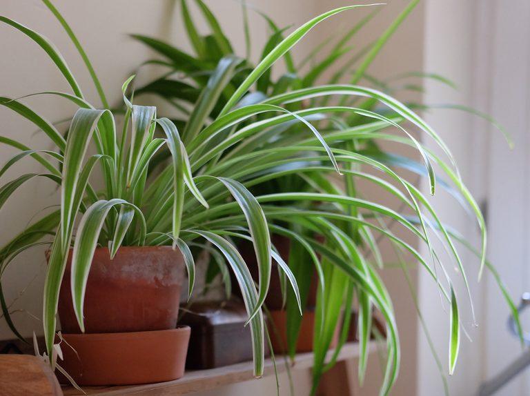 Outdoor Placement of Spider Plant