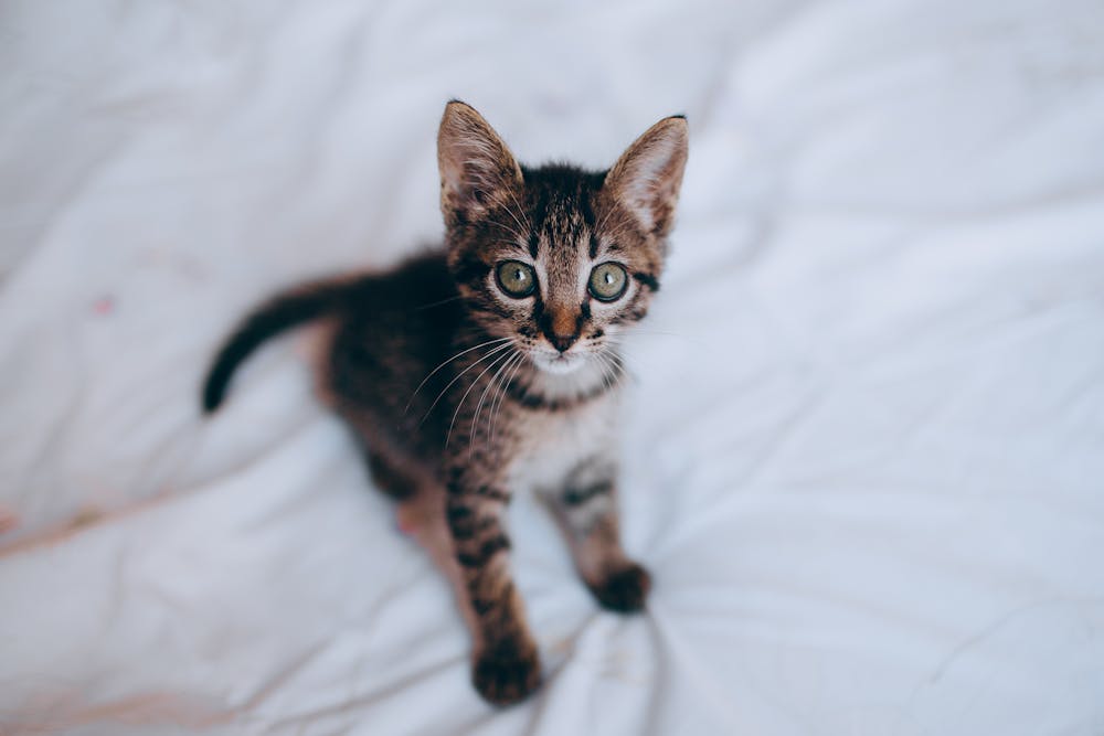 Playful cute fluffy kitten on sheet