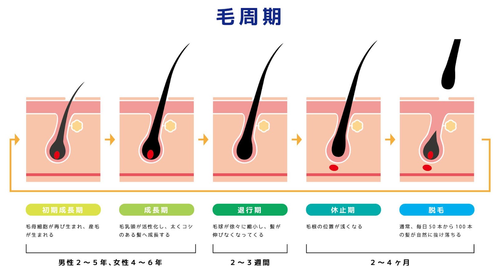 毛周期