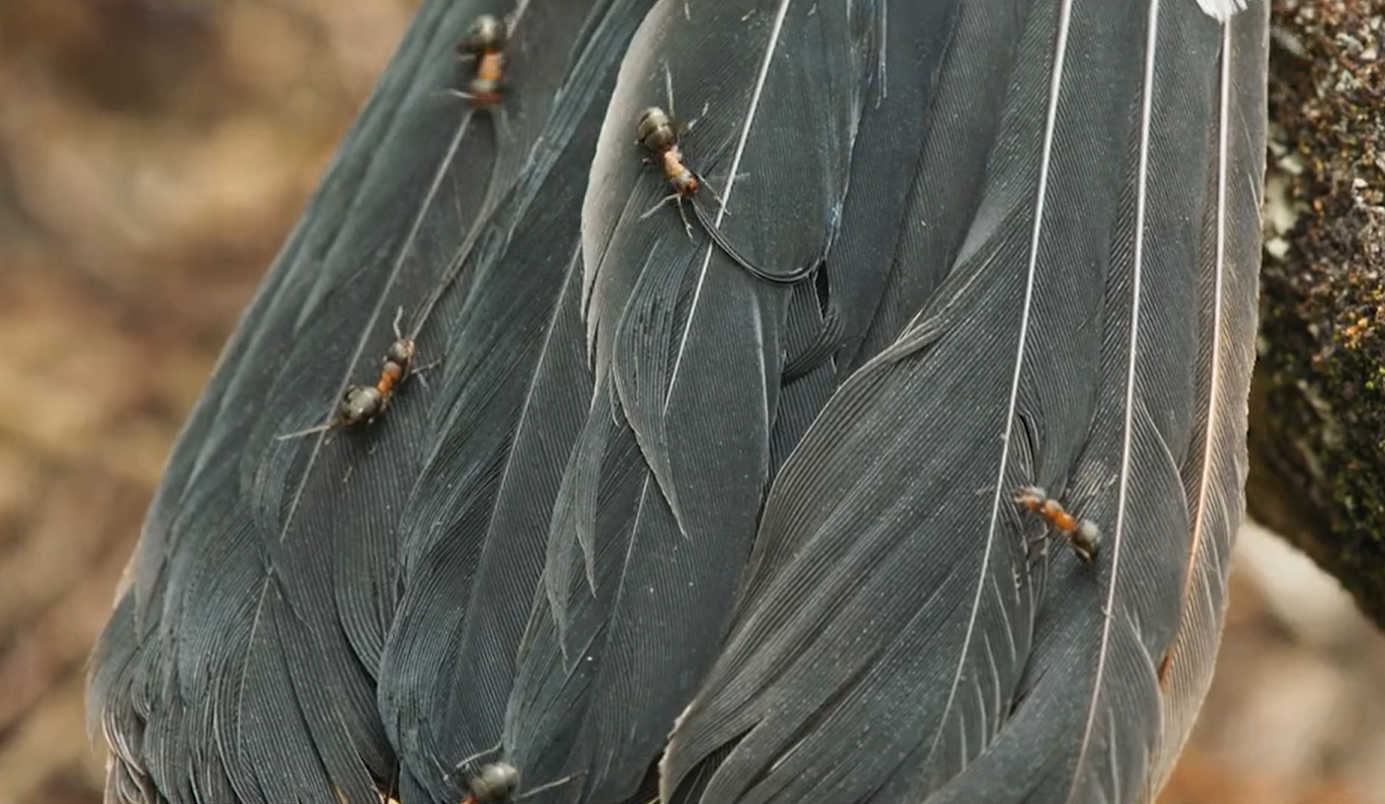 Immagine che contiene aria aperta, uccello, Materiali naturali, grigio

Il contenuto generato dall'IA potrebbe non essere corretto.