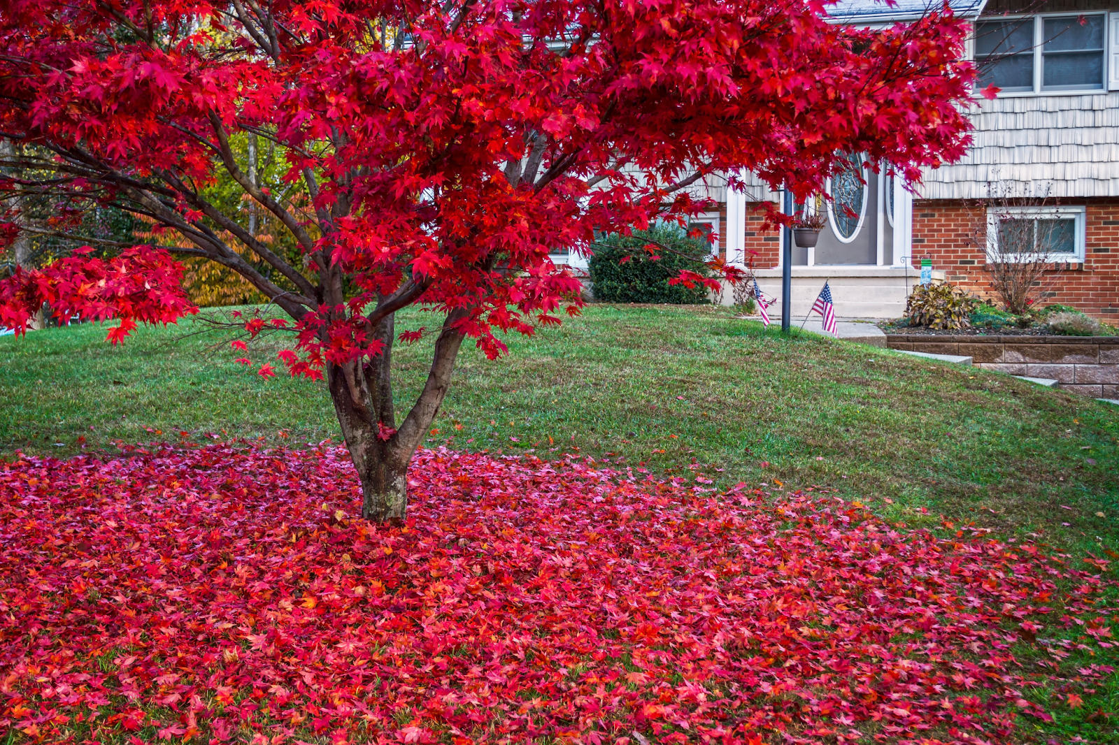 Bright red maple leaves surrounding a tree in peak fall color, maintained with seasonal tree service in a residential yard.