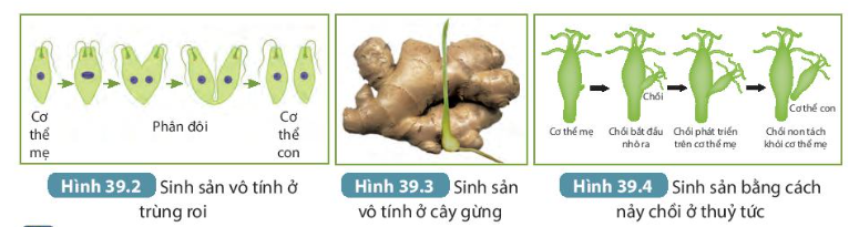 BÀI 39. SINH SẢN VÔ TÍNH Ở SINH VẬT MỞ ĐẦUCâu hỏi: Những ‘nhành cây’ với màu sắc rực rỡ trong hình bên là các tập đoàn san hô gồm hàng nghìn cá thể dính liền với nhau, được tạo thành nhờ hình thức sinh sản vô tính. Vậy sinh sản vô tính là gì?Đáp án chuẩn:Sinh sản vô tính là hình thức sinh sản không có sự kết hợp giữa giao tử đực và giao tử cái, cơ thể san hô con được tạo thành từ một phần của cơ thể mẹ.I. SINH SẢN LÀ GÌ?Câu hỏi: Quan sát hình 39.1 kết hợp kiến thức đã biết, hãy nêu khái niệm sinh sản và lấy ví dụĐáp án chuẩn:Sinh sản là quá trình tạo ra những cá thể mới, đảm bảo sự phát triển liên tục của loài. VD: Gà đẻ trứng.II. SINH SẢN VÔ TÍNH1. Khái niệmCâu 1: Quan sát hình 39.2 và 39.3, 39.4 kết hợp đọc thông tin trong mục II, đánh dấu X vào ô phù hợp theo mẫu bảng 39.1Đáp án chuẩn: Con sinh ra có sự kết hợp của giao tử đực và giao tử cáiCon sinh ra từ một phần cơ thể mẹCon có các đặc điểm giống hệt cơ thể mẹCon có những đặc điểm khác cơ thể mẹSinh sản ở trùng roi xx Sinh sản ở cây gừng xx Sinh sản ở thủy tức xx Câu 2: Dựa vào kết quả ở câu 1, em hãy nêu các đặc điểm của sinh sản vô tínhĐáp án chuẩn:Con sinh ra không có sự kết hợp của giao tử đực và cái, cơ thể con được tạo thành từ một phần cơ thể mẹ, con cái sinh ra giống nhau và giống cá thể mẹ.2. Các hình thức sinh sản vô tính ở thực vậtCâu hỏi: Hãy kể tên một số loài cây khác có khả năng sinh sản bằng rễ, thân, lá mà em biếtVì sao người ta gọi hình thức sinh sản từ rễ, thân, lá là sinh sản sinh dưỡng?Đáp án chuẩn:- Sinh sản bằng rễ: gừng, cỏ mần trầu, cây dong ta,…- Sinh sản bằng thân: sắn, khoai lang, rau má, rau ngót,…- Sinh sản bằng lá: cây thuốc bỏng, cây càng cua, cây bèo cái, cây sam nhật,…- Gọi là sinh sản sinh dưỡng vì ở hình thức này cơ thể mới được hình thành từ cơ quan sinh dưỡng từ của cơ thể mẹ (thân, rễ, lá).3. CÁC HÌNH THỨC SINH SẢN VÔ TÍNH Ở ĐỘNG VẬTCâu hỏi: Đọc thông tin mục 3 và hoàn thành bản theo mẫu bảng 39.2Đáp án chuẩn:Đặc điểmHình thứcsinh sảnGiốngKhácNảy chồiKhông có sự kết hợp của giao tử đực và giao tử cái, con sinh ra giống hệt nhau và giống hệt mẹ.“Chồi” được mọc ra từ cơ thể mẹ, lớn dần lên và tách ra khỏi cơ thể mẹ thành cơ thể mới hoặc vẫn dính với cơ thể mẹ tạo thành tập đoàn.Phân mảnhMỗi mảnh nhỏ riêng biệt của cơ thể mẹ phát triển thành một cơ thể mới hoàn chỉnhTrình sảnTế bào trứng không thụ tinh phát triển thành cơ thể mới4. Vai trò và ứng dụng của sinh sản vô tính