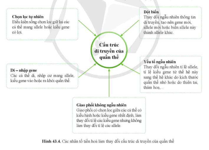 BÀI 43: CƠ CHẾ TIẾN HÓA