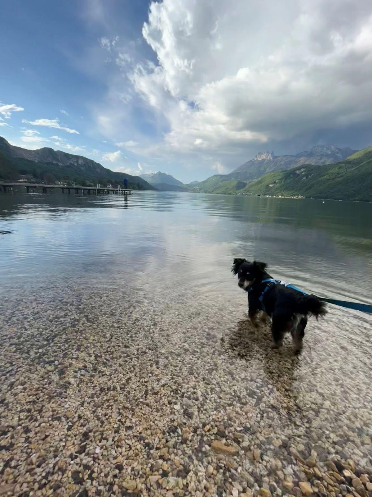 Rico the Kokoni enjoying his first dip in Lake Annecy directly from the caravan pitch!