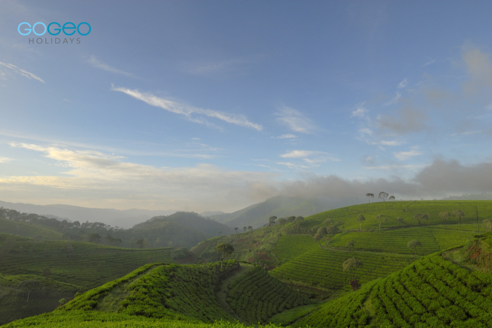 view of green mountains in Munnar