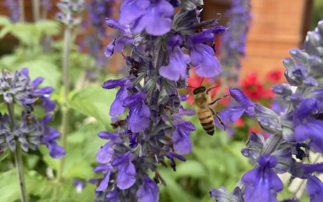 Salvia Benefits for Pollinators