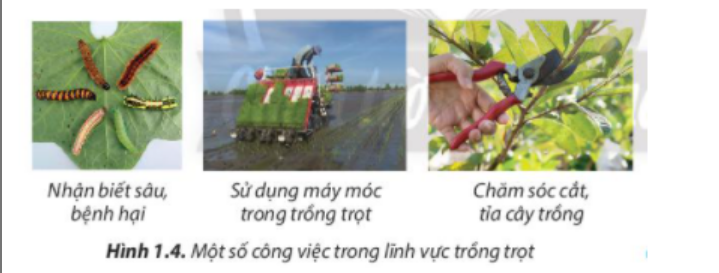 BÀI 1. NGHỀ TRỒNG TRỌT Ở VIỆT NAM