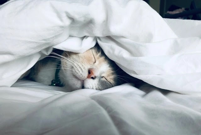 Hal Unik Tentang Kucing yang Wajib Kamu Ketahui