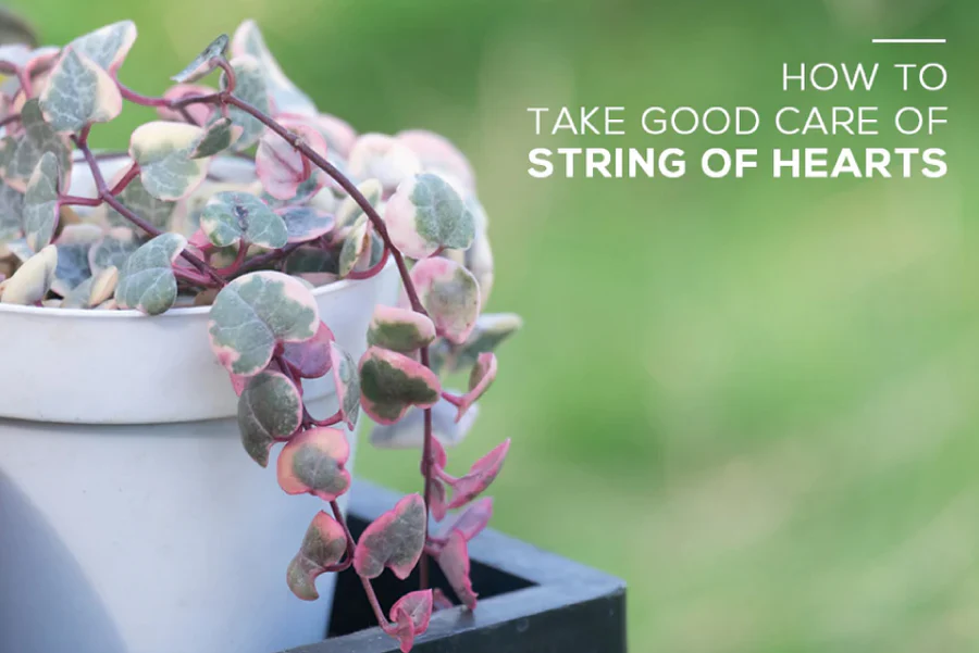 How to Take Care of String of Hearts Plant