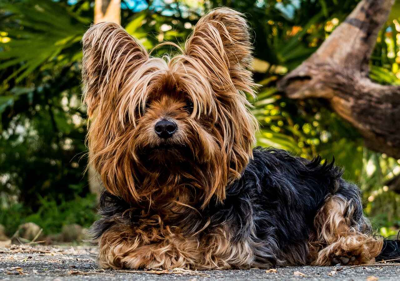 Yorkshire Terrier a dog breed for small houses
