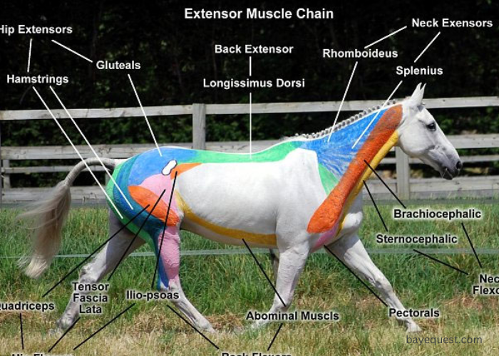 Horse Muscle Anatomy