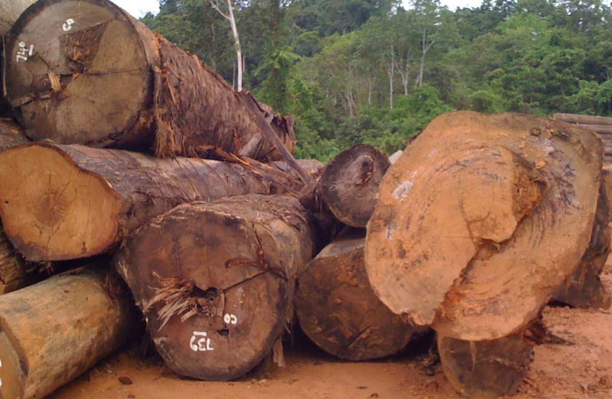 kelebihan kayu bengkirai