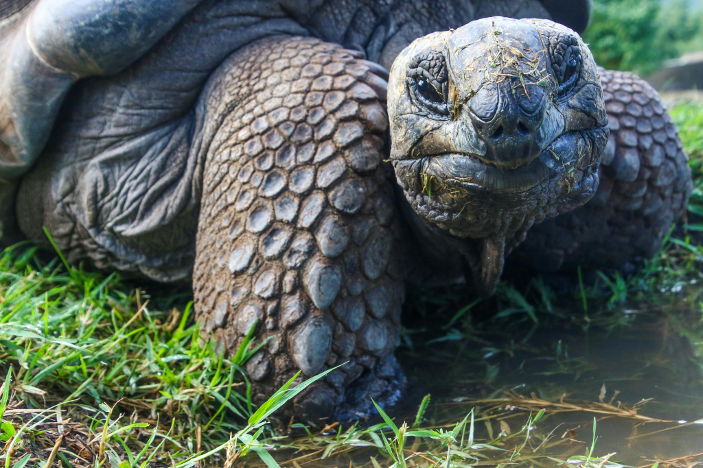 Giant Aldabra tortoise on grass, one of the species Grimshaw successfully introduced to create his wildlife sanctuary.