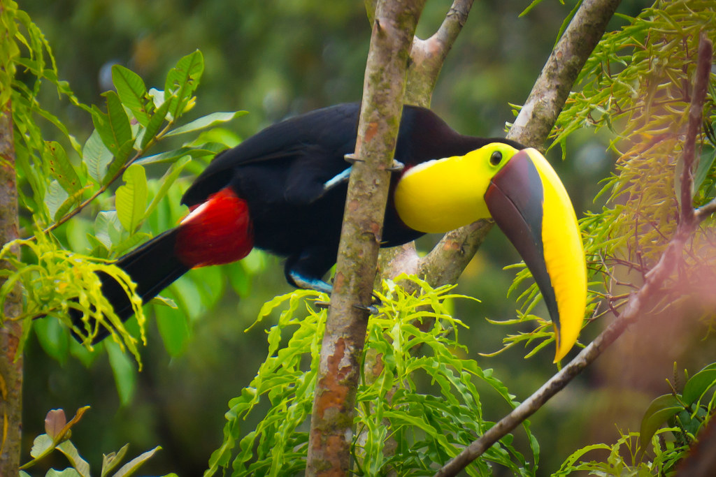 Toucan is seating on the branch of tree and it has yellow and brown beak and red and black tail