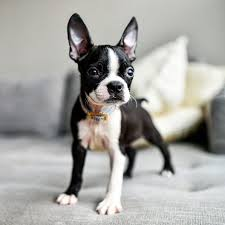 Best Guard Dogs for Apartment: A Boston Terrier stands on a comfortable couch, surrounded by soft pillows. The dog’s alert expression and forward-facing posture capture its attentive nature, making it a great example of a companion that offers both security and affection. This image highlights the suitability of small but vigilant breeds, such as Boston Terrier, as some of the best guard dogs for apartment living.