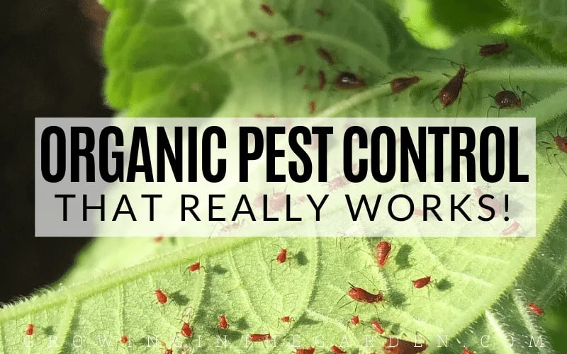 Organic Pest Control