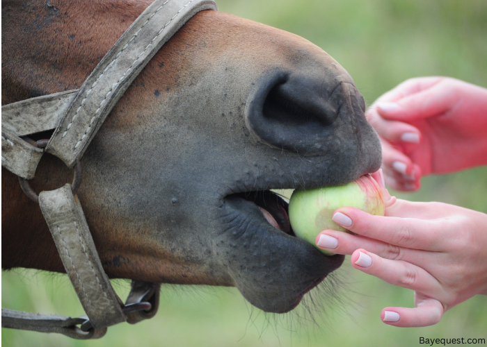 Are Apples Safe for Horses?