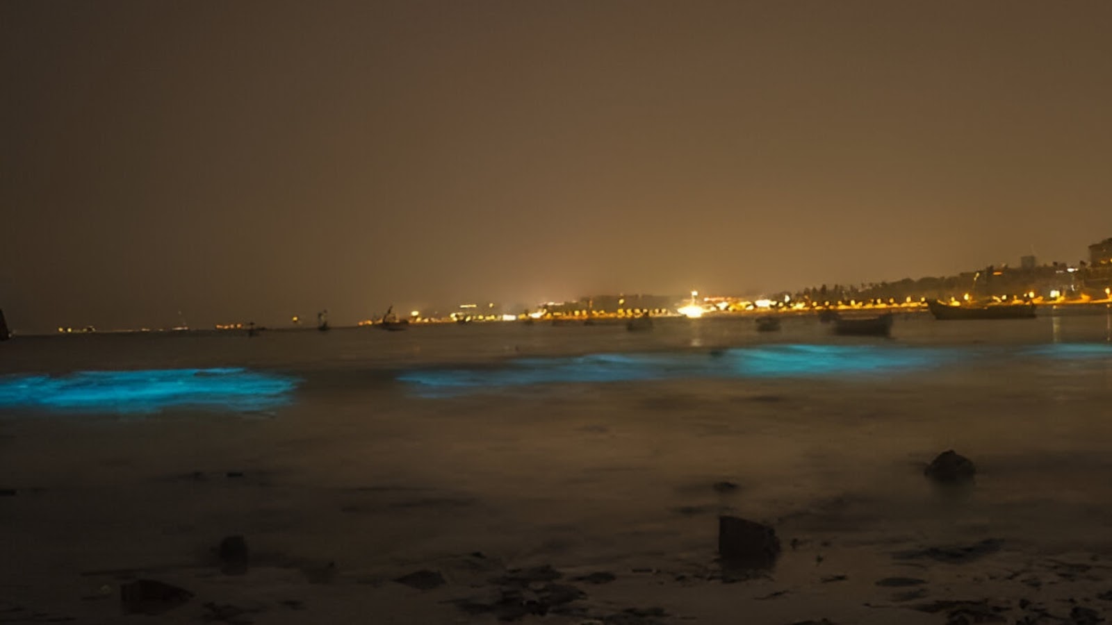 juhu beach: bioluminescent marine life in Indian oceans