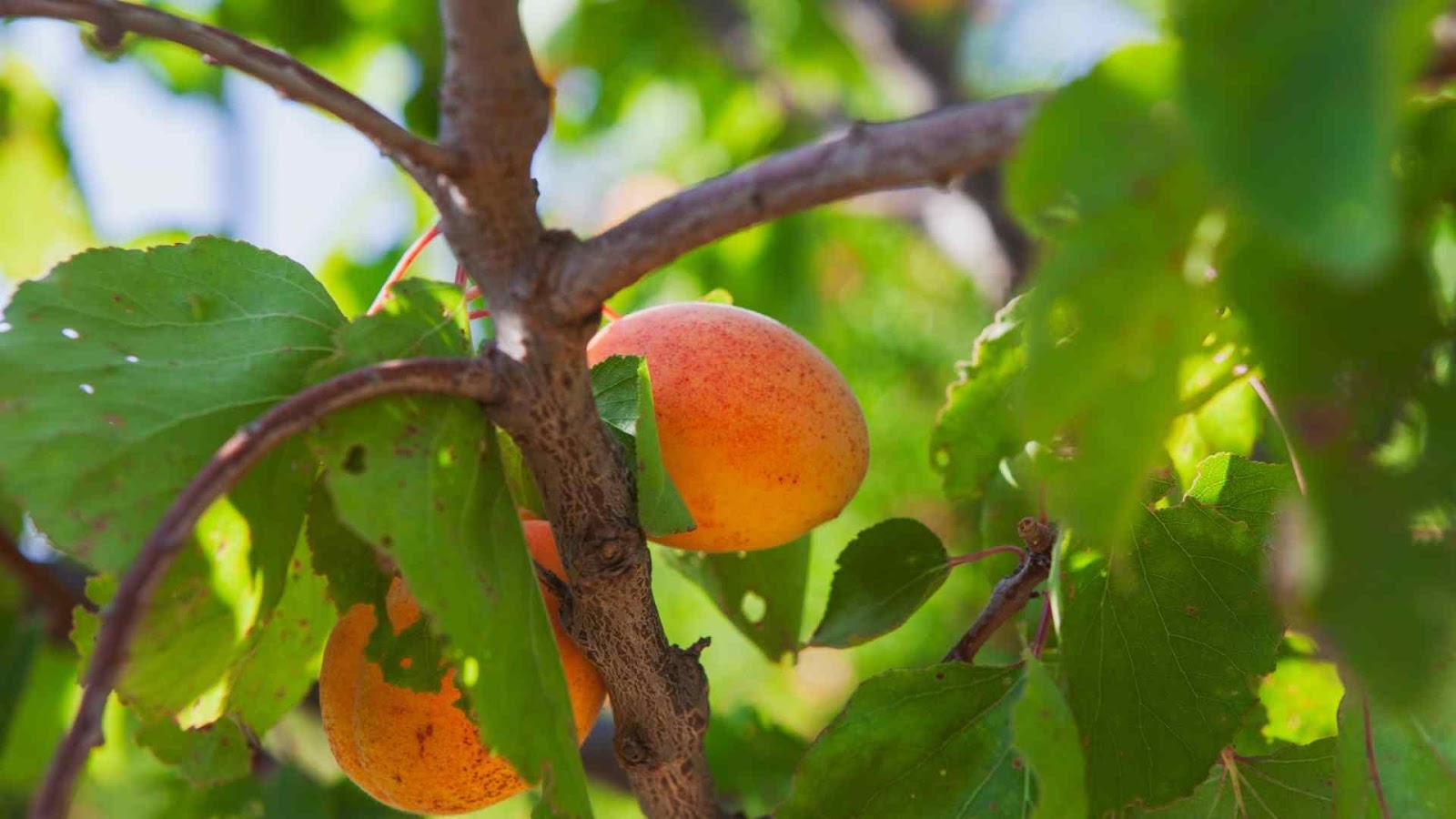 Ripe apricots ready for a healthy snack or recipe from Farmers Rathna Agri-news