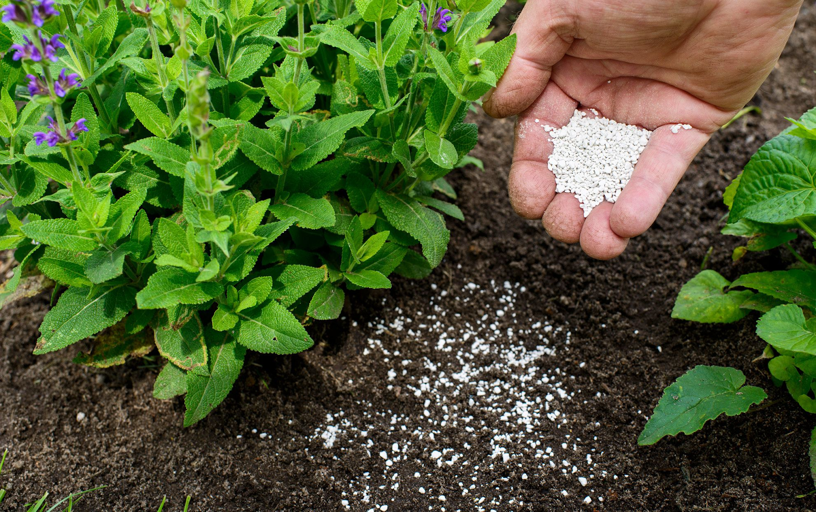 Benefits of Using Granular Fertilizers