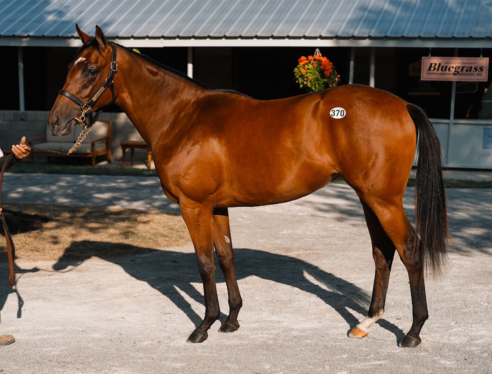 Hip No.370 By Kentucky Derby winner Authentic out of multiple stakes winning mare Lucky Stride. 