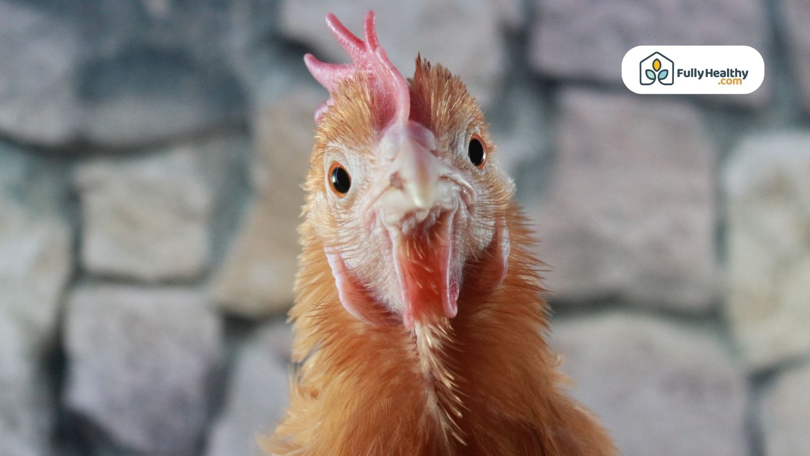 Close-up of a curious chicken staring directly at the camera