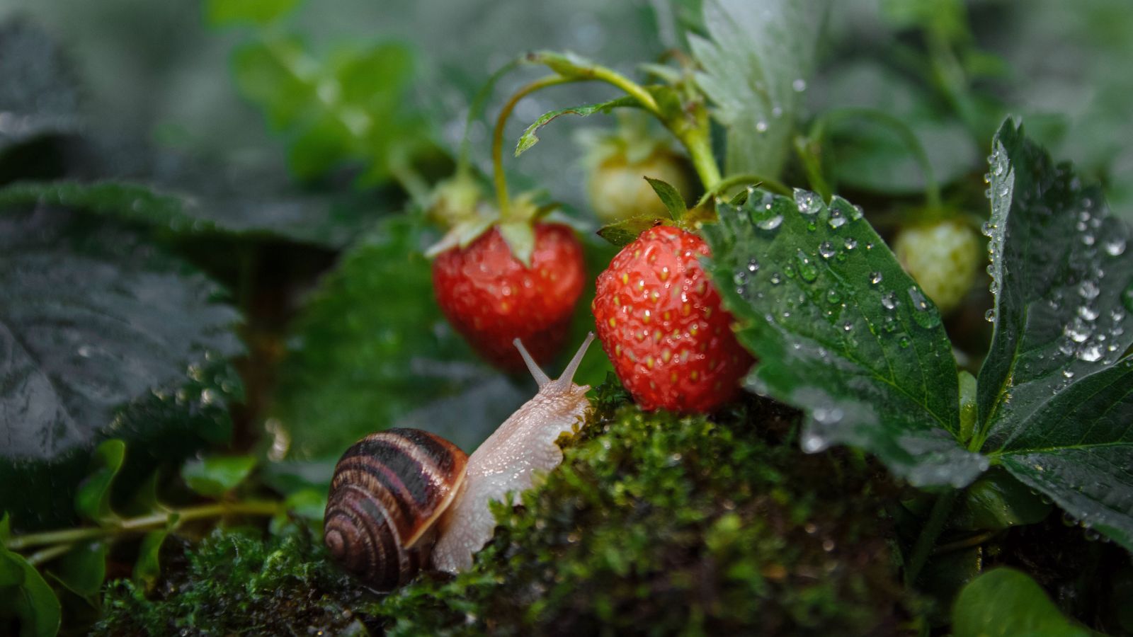 A shot of a snail moving towards ripe red fruits in a well lit area outdoors
