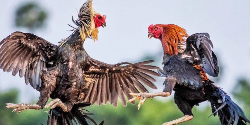 Thử sức với chọi gà cựa dao