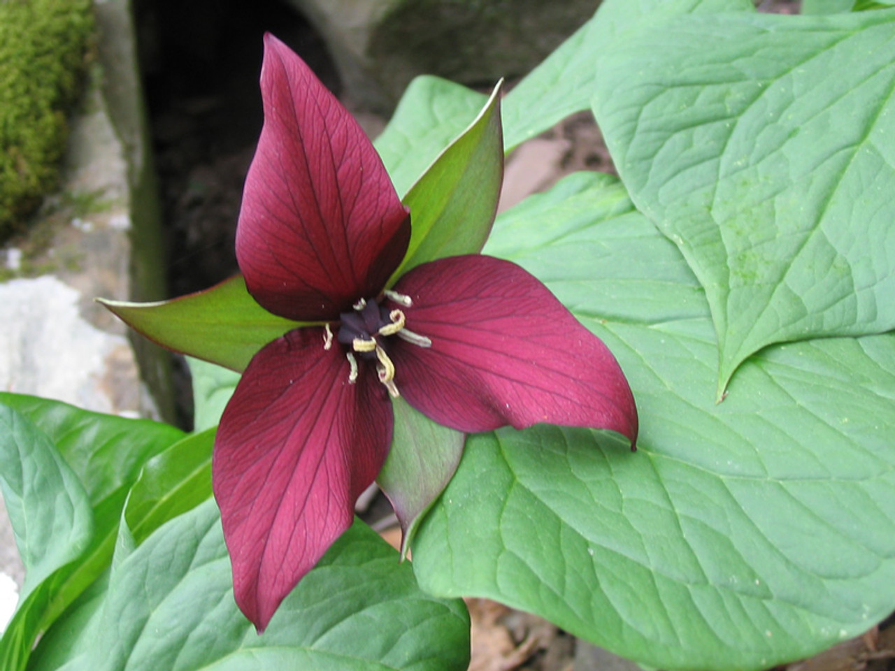 Trillium Garden Care