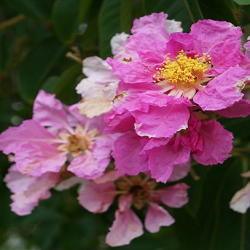 Queen Crape Myrtle Flower