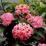 flowers names in hindi