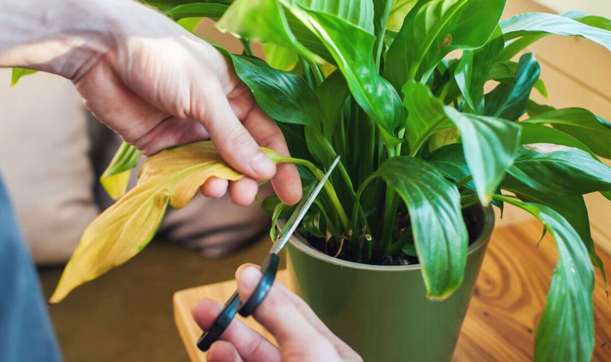 Trimming of Yellow Leaf