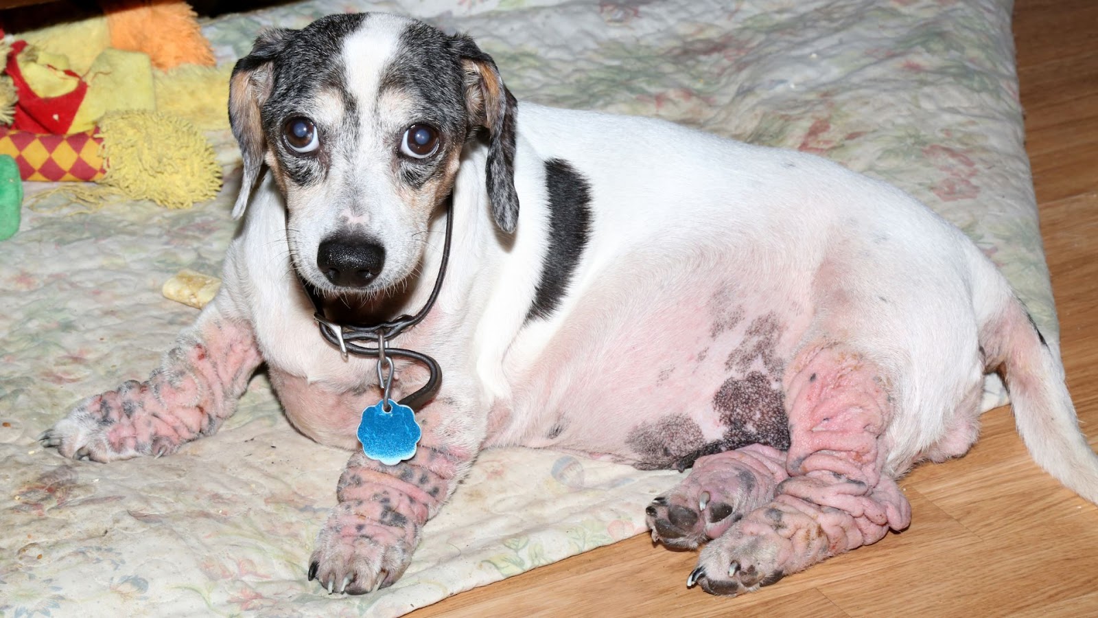 An image of dogs with sensitive skin showing symptoms like itching, redness, hair loss, etc., highlighting common skin issues.