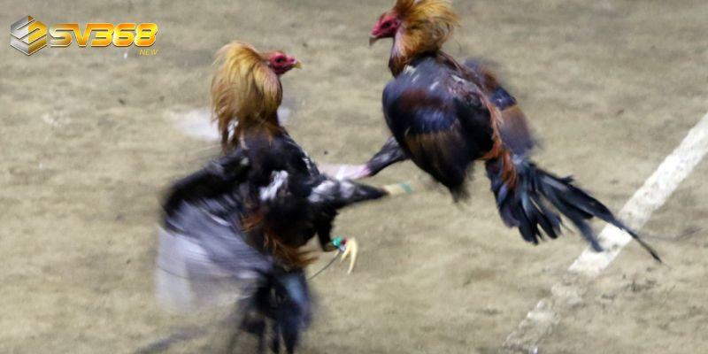 Đá gà Thomo SV368 có nhiều ưu điểm nổi bật