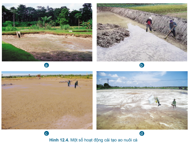 BÀI 12.QUY TRÌNH NUÔI CÁ NƯỚC NGỌT TRONG AOMỞ ĐẦUCâu hỏi: Em hãy cho biết sự khác biệt về vật liệu xây dựng ao nuôi thủy sản trong Hình 12.1.Đáp án chuẩn:- Hình 12.1a : Đất sét- Hình 12.1b : Đổ bê tông- Hình 12.1c : Kè đá1. GIỚI THIỆU CHUNG VỀ QUY TRÌNH NUÔI CÁ NƯỚC NGỌT TRONG AOCâu hỏi : Em hãy nêu quy trình nuôi cá nước ngọt trong ao ở Hình 12.2Đáp án chuẩn:Chuẩn bị ao => Thả cá giống => Chăm sóc, quản lí cá sau khi thả => Thu hoạchLuyện tập : Em hãy quan sát Hình 12.3 và chỉ rõ các hoạt động nuôi cá nước ngọt trong aoĐáp án chuẩn:Hình 12.2a: Xử lý, chuẩn bị ao nuôi: vét bùn đáy đắp bờHình 12.2b: Tát nướcHình 12.2c:  Thả cáHình 12.2d: Sục nướcHình 12.2e: Cho cá ănHình 12.2g: Thu hoạch cá2. QUY TRÌNH NUÔI CÁ NƯỚC NGỌT TRONG AO2.1.Chuẩn bị ao nuôiCâu hỏi : Chuẩn bị ao nuôi cho cá nước ngọt gồm những công việc gì ?Đáp án chuẩn:- Làm cạn nước trong ao.- Vệ sinh xung quanh ao, lắp hệ thống hang hốc, sửa cống và lắp lưới chắn.- Vét bớt bùn đáy và san phẳng đáy ao.- Bón vôi để cải tạo đáy ao và diệt mầm bệnh.- Phơi đáy ao khoảng 2-3 ngày.- Lọc nước qua túi lọc vào ao độ sâu 30-50 cm trước khi thả cá giống.Luyện tập : Hãy mô tả các hoạt động cải tạo ao nuôi trong hình 12.4Đáp án chuẩn:- Hình 12.4a: Phơi đáy ao- Hình 12.4b: Làm vệ sinh xung quanh ao- Hình 12.4c: Vét bùn đáy, san phẳng đáy ao- Hình 12.4d: Bón vôi cải tạo đáy ao và diệt mầm bệnh2.2.Thả cá giống Câu hỏi : Vì sao nên ghép các loài cá sống ở tầng nước khác nhau và không cạnh tranh về thức ăn.Đáp án chuẩn:Tận dụng triệt để không gian sống, cho hiệu quả kinh tế cao nhất.VD. 1. Quan sát Hình 12.5, cho biết vì sao các loài cá này có thể nuôi ghép được với nhau?2. Khi thả cá giống, cần quan tâm đến những yếu tố nào?Đáp án chuẩn:1. Vì ăn uống khác nhau và sống ở các tầng nước khác nhau.2. Nguyên tắc ghép các loài cá: mùa vụ, mật độ, yêu cầu chất lượng và cách thả.2.3.Chăm sóc, quản lí cá sau khi thảCâu hỏi: Chăm sóc, quản lí cá sau khi thả bao gồm những công việc nào?Đáp án chuẩn:Quản lí thức ăn cho cá, chất lượng nước ao nuôi, sức khỏe cáLuyện tập :1.Hãy tìm hiểu về thức ăn của một loại cá nước ngọt được nuôi phổ biến.2.Hãy giải thích hiện tượng cá nổi đầu. Cần xử lí như thế nào khi gặp hiện tượng này ?Đáp án chuẩn:1. Cá basa ăn cá con, giun, ốc, côn trùng, rau, bèo cám.2. - Ao nuôi thiếu oxy và nhiễm khí độc.- Đổ nước mới vào ao nhiều hơn, ngừng bón phân và cho cá ăn.2.4.Thu hoạchCâu hỏi : Khi nào thì nên thu tỉa, thu toàn bộ? Vì sao?Đáp án chuẩn:- Thu tỉa: con to đạt tiêu chuẩn thu hoạch - Thu toàn bộ: phần lớn cá đạt tiêu chuẩn thu hoạch, thảo cạn bớt 1/3 3. LẬP KẾ HOẠCH, TÍNH CHI PHÍ CHO VIỆC NUÔI CÁ RÔ PHI TRONG AO