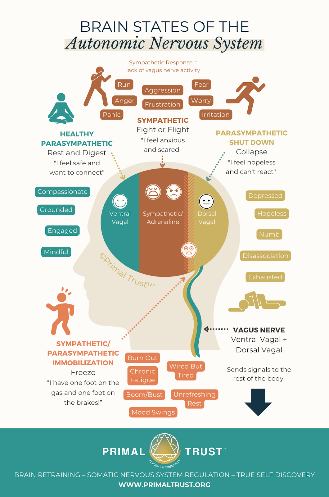 Detailed infographic showing 4 different brain states of the autonomic nervous system and how they relate to the body processing trauma.