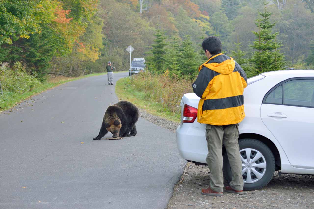 熊に最も遭遇しやすい危険な時期は冬眠前後