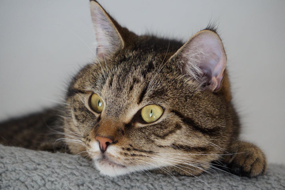 A cat with yellow eyes looking at the camera