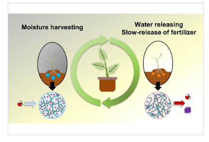 Diagram of a plant growing from seed to water

Description automatically generated