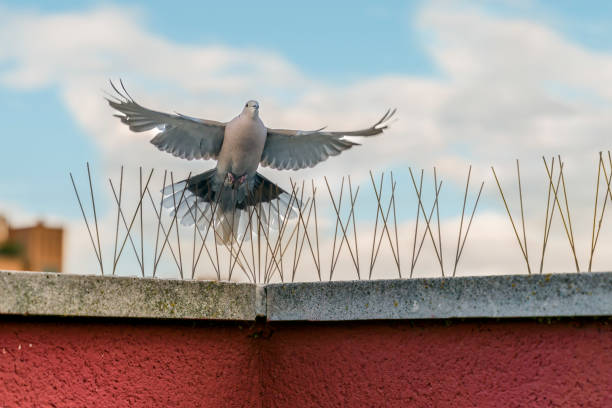 Green Machine Pest Control specializes in effective pigeon prevention for factories, keeping your facility safe and bird-free.