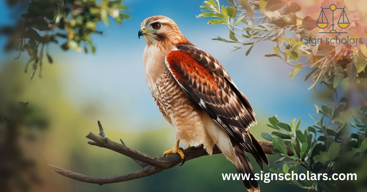 Interpreting Red Shouldered Hawk Encounters: Messages on the Wind