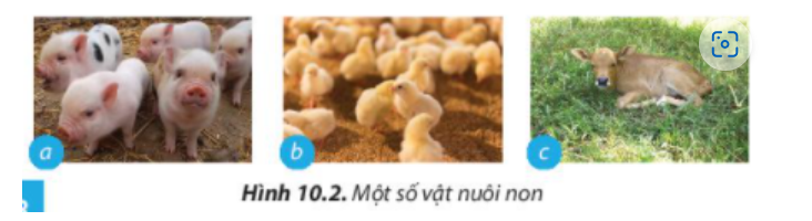 BÀI 10. KĨ THUẬT NUÔI DƯỠNG VÀ CHĂM SÓC VẬT NUÔI1. Vai trò của việc nuôi dưỡng, chăm sóc và phòng, trị bệnh cho vật nuôiCâu 1: Quan sát hình 10.1 và nêu những yếu tố ảnh hưởng đến sự phát triển của vật nuôi.Đáp án chuẩn:- Quá trình chọn con giống- Quá trình nuôi dưỡng- Quá trình chăm sóc- Quá trình phòng và trị bệnhCâu 2: Hãy liệt kê những công việc cần làm để nuôi dưỡng và chăm sóc vật nuôi.Đáp án chuẩn:- Chuẩn bị chuồng trại một cách tốt nhất, chọn nơi đủ mát, đủ ấm, đủ ánh sáng để làm chuồng- Nuôi vật nuôi mẹ tốt để có nhiều sữa chất lượng tốt cho đàn con.- Tiêm thuốc phòng các bệnh theo đúng từng giai đoạn- Cho vật nuôi vận động và tiếp xúc với nhiều ánh sáng.- Giữ vệ sinh, phòng bệnh cho vật nuôi.- Cần phải cho vật nuôi vận động, tắm chải thường xuyên, kiểm tra thể trọng và tinh dịch.Câu 3. Theo em, vì sao tiêm vaccine lại giúp vật nuôi phòng ngừa được bệnh dịch?Đáp án chuẩn:Tiêm vaccine giúp vật nuôi phòng ngừa bệnh dịch bằng cách kích thích hệ thống miễn dịch tạo miễn dịch đặc hiệu chủ động, tăng sức đề kháng và loại bỏ mầm mống vi sinh vật gây bệnh.2. Chăn nuôi vật nuôi2.1 Chăn nuôi vật nuôi nona. Một số đặc điểm sinh lí cơ thể của vật nuôi nonCâu 4: Hãy nêu các đặc điểm cơ thể của vật nuôi non mà biết trong từng trường hợp được minh họa ở hình 10.2Đáp án chuẩn:- Hình 10.2a: Lợn con: Bộ máy tiêu hóa của lợn con phát triển nhanh nhưng chưa hoàn thiện về chức năng, khả năng tiêu hóa của lợn con rất hạn chế.- Hình 10.2b: Gà con: thân nhiệt chưa ổn định, khả năng điều tiết thân nhiệt kém. - Hình 10.2c: Bê (Bò con): sức đề kháng còn yếu, hệ tiêu hóa chưa hoàn chỉnh. Câu 5: Đặc điểm cơ thể ảnh hưởng đến quá trình sinh trưởng của vật nuôi non như thế nào?Đáp án chuẩn:- Sự điều tiết thân nhiệt chưa hoàn chỉnh: Cần giữ ấm để tránh cơ thể yếu và chậm phát triển.- Chức năng tiêu hóa chưa hoàn chỉnh: Cần chọn thức ăn dễ tiêu hóa cho con non.- Hệ miễn dịch chưa phát triển, sức đề kháng kém: Con non dễ mắc bệnh hơn vật nuôi trưởng thành.b. Nuôi dưỡng, chăm sóc vật nuôi conCâu 6: Nêu tác dụng của các công việc nuôi dưỡng và chăm sóc vật nuôi non được minh họa trong mỗi trường hợp ở Hình 10.3Đáp án chuẩn:- Hình 10.3a: Sưởi ấm để tránh nhiễm lạnh và bệnh về hô hấp, tiêu hóa cho vật nuôi non.- Hình 10.3b: Cho bú sữa đầu đủ dinh dưỡng và kháng thể để cơ thể vật nuôi non chống lại bệnh tật.- Hình 10.3c: Tập cho ăn sớm để cung cấp dinh dưỡng và phát triển hệ tiêu hóa cho vật nuôi non.- Hình 10.3d: Vận động và tiếp xúc với nắng sớm để cơ thể vật nuôi non khỏe mạnh và trao đổi chất tốt.- Hình 10.3e: Giữ chuồng sạch, khô ráo; tiêm vaccine phòng bệnh và đảm bảo vệ sinh cho vật nuôi non.- Hình 10.3f: Theo dõi thường xuyên, phát hiện và điều trị bệnh kịp thời; cách li vật nuôi non nếu nhiễm bệnh để ngăn chặn lây lan.2.2. Chăn nuôi vật nuôi đực giốnga. Yêu cầu đối với vật nuôi đực giốngCâu 7: Vật nuôi đực giống có vai trò gì trong sự phát triển của đàn?Đáp án chuẩn:Nhằm đạt khả năng phối giống cao và cho con giống tốt cho vật nuôi đời sau Câu 8: Các vật nuôi đực giống trong Hình 10.4 có đặc điểm cơ thể như thế nào?Đáp án chuẩn:- Hình 10.4a: Hình thể chắc khỏe, thân dài, lưng thẳng, tai to và u vai phát triển.- Hình 10.4b: Thân lông màu trắng tuyền, đầu nhỏ, tai to dài rủ xuống, mõm thẳng.- Hình 10.4c: Ngoại hình to, khỏe, lượng sữa dê khá. Con dê đực có đầu ngắn và rộng, tai to cân đối, cổ to, ngực nở, bốn chân cứng cáp, khả năng phối giống tốt.b. Nuôi dưỡng, chăm sóc vật nuôi đực giống2.3. Chăn nuôi vật nuôi cái sinh sảna. Yêu cầu đối với vật nuôi cái sinh sảnCâu 9: Cơ thể vật nuôi thay đổi như thế nào khi mang thai (Hình 10.5)?Đáp án chuẩn:- Hình 10.5a: Lợn cái mang thai: Tựa vú to lớn, bụng phát triển, không có biểu hiện động dục lại sau 21 ngày kể từ phối.- Hình 10.5b: Bò cái mang thai: Bầu vú căng, sần khi chạm, núm vú nhỏ gọn, sữa non đục trắng khi nặn thử.- Hình 10.5c: Dê cái sau lên giống: Theo dõi chu kỳ động dục tiếp theo sau 21 ngày, nếu không có biểu hiện động dục, có thể dê đã mang thai. Dê tăng cân, lông mềm, không để quá béo.Câu 10: Hãy nêu nhiệm vụ của các vật nuôi cái sinh sản ở giai đoạn nuôi con  (Hình 10.6).Đáp án chuẩn:- Hình 10.6a: Giữ ấm cho lợn con, cho lợn con bú- Hình 10.6b: Cho bê con bú sữa đầu, hướng dẫn con một số kỹ năng sống, tách bê con khỏi mẹ để rèn luyện khả năng tự lập.- Hình 10.6c: Cho dê con bú sữa đầu, tách dê con khỏi mẹ để rèn luyện khả năng tự lập.Câu 11: Chăm sóc vật nuôi cái sinh sản có tác động thế nào đến đàn vật nuôi con?Đáp án chuẩn:Ảnh hưởng đến sức khỏe cúa mẹ và con non trong bụng và chất lượng của đàn vật nuôi con.Câu 12: Theo em, cần làm gì để phòng và điều trị bệnh thông thường do kí sinh trùng như giun, sán, ve... gây ra cho vật nuôi?Đáp án chuẩn:- Vệ sinh chuồng nuôi sạch sẽ, đảm bảo khô ráo và thoáng mát.- Tiêm vaccine định kỳ cho vật nuôi.- Theo dõi và chăm sóc thường xuyên để phát hiện và điều trị bệnh kịp thời.3. Vệ sinh trong chăn nuôi3.1. Vệ sinh môi trường sống của vật nuôiCâu 13: Hãy quan sát hình 10.7 và nêu những yếu tố ảnh hưởng đến vệ sinh môi trường sống của vật nuôi.Đáp án chuẩn:- Nhiệt độ, độ ẩm, ánh sáng, không khí chuồng trại- Hướng chuồng, kiểu chuồng, xử lí chất thải, vị trí chuồng- Thức ăn và nước uống.Câu 14: Chất thải và rác thải trong chăn nuôi ảnh hưởng đến môi trường và sức khỏe của con người như thế nào?Đáp án chuẩn:- Gây ô nhiễm môi trường và là môi trường sinh sống của nhiều loại côn trùng gây nguy hiểm như ruồi, muỗi, gián và các mầm mống bệnh lý.- Ảnh hưởng trực tiếp đến sức khỏe con người, làm giảm sức đề kháng và tăng nguy cơ mắc bệnh. - Sản phẩm thịt và các sản phẩm từ vật nuôi không đảm bảo an toàn vệ sinh tuyệt đối.Luyện tậpCâu 1. Vì sao chăm sóc, phòng và trị bệnh cho vật nuôi lại ảnh hưởng đến năng suất, chất lượng sản phẩm chăn nuôi?Đáp án chuẩn:Chăm sóc, phòng và điều trị bệnh kém có thể làm giảm sức đề kháng và sức khỏe của vật nuôi, gây ảnh hưởng đến năng suất và chất lượng sản phẩm chăn nuôi. Câu 2. Trình bày biện pháp nuôi dưỡng, chăm sóc cho các vật nuôi được minh họa trong Hình 10.8Đáp án chuẩn:Hình 10.8a: Cho vật nuôi con vận động để tăng cường sức khỏe, tiếp xúc nhiều với nắng sớm để cơ thể khỏe mạnh và trao đổi chất tốt.Hình 10.8b: Giữ vệ sinh chuồng sạch sẽ, khô ráo tạo điều kiện tốt nhất cho vật nuôi sinh hoạtHình 10.8c: Cho bú sữa đầu có đủ chất dinh dưỡng, nhiều kháng thể giúp cho cơ thể vật nuôi non chống lại bệnh tật.Câu 3. Cách chăm sóc vật nuôi đực giống khác với vật nuôi cái sinh sản như thế nào?Đáp án chuẩn:- Chăm sóc và nuôi dưỡng vật nuôi cái trong giai đoạn mang thai và nuôi con quyết định đến chất lượng đàn con.- Chăm sóc đúng cách vật nuôi đực giống để tăng khả năng giao phối và cải thiện chất lượng đàn con.Vận dụng