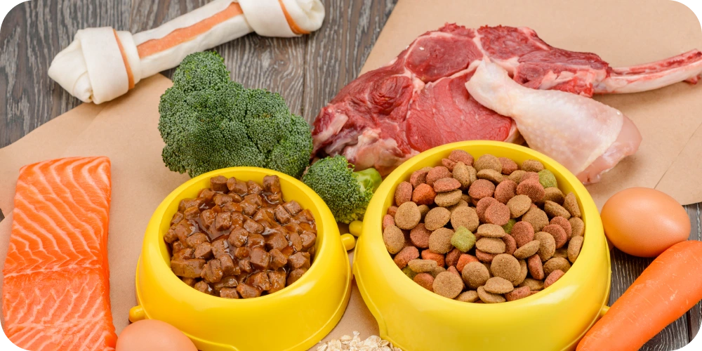 dog food in bowls