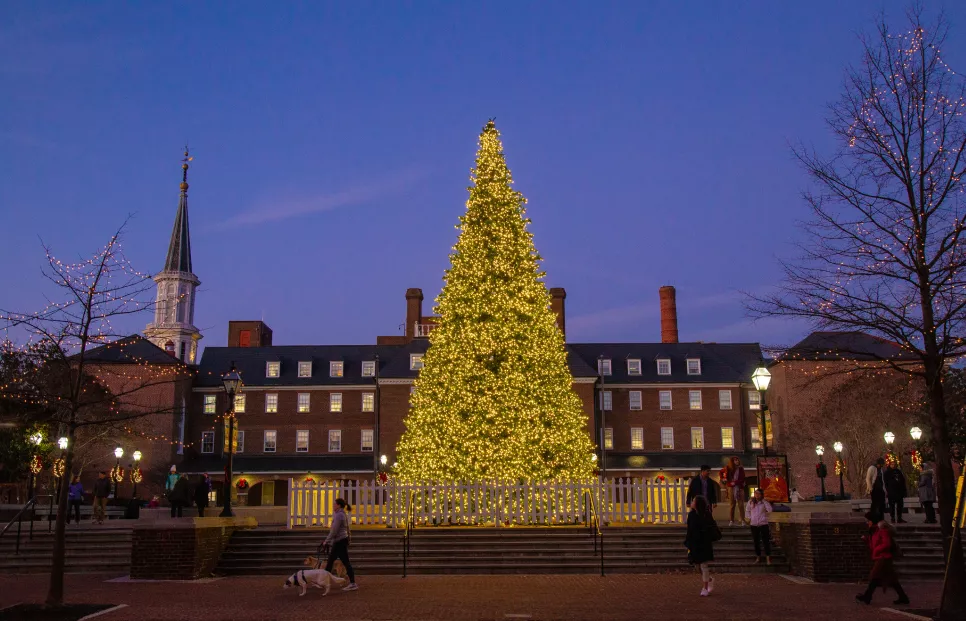 A large public Christmas tree, lit up outdoors in Alexandria.