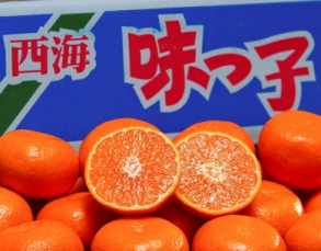 精美的長崎蜜柑禮盒