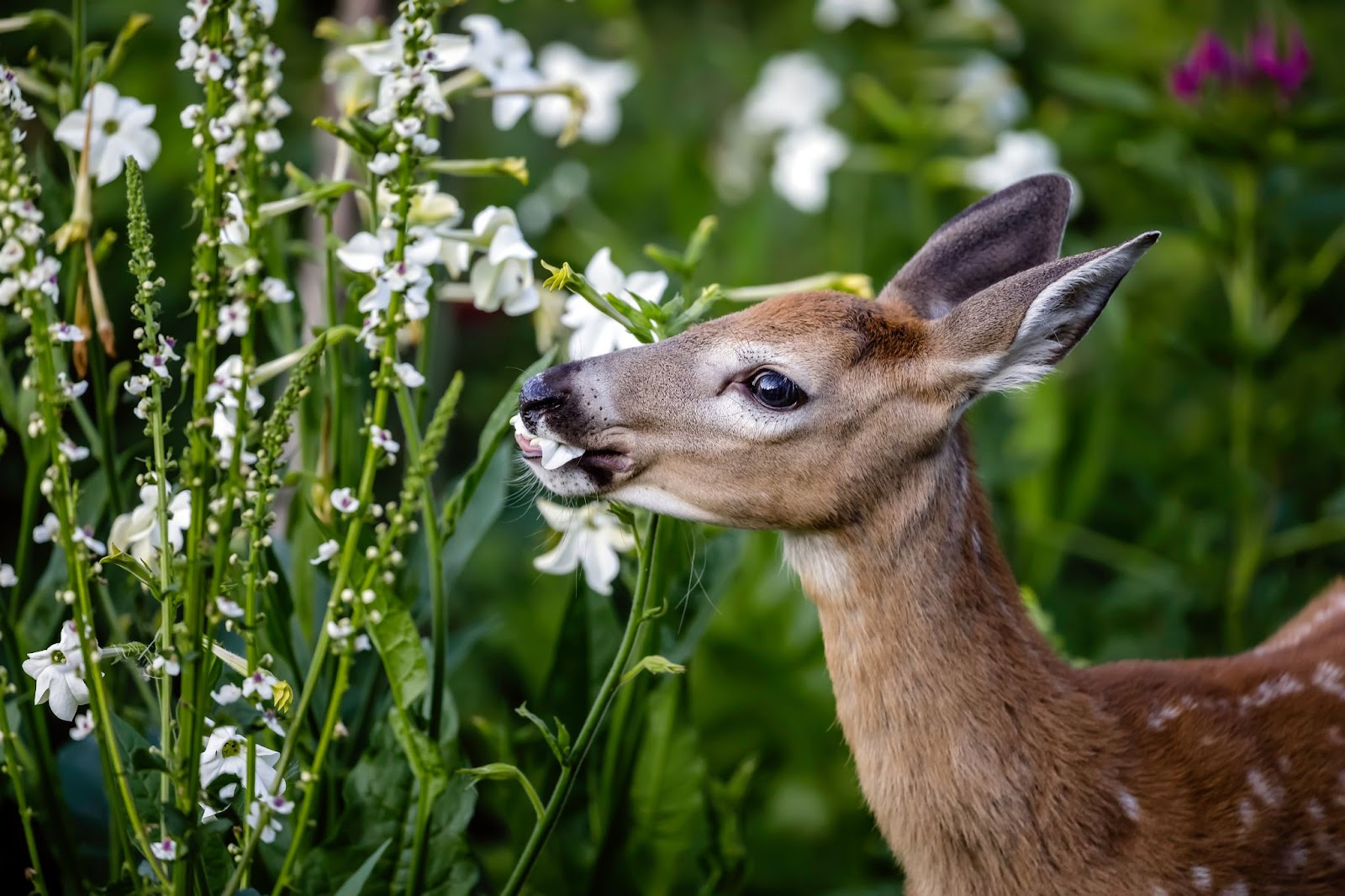 deer eat flower