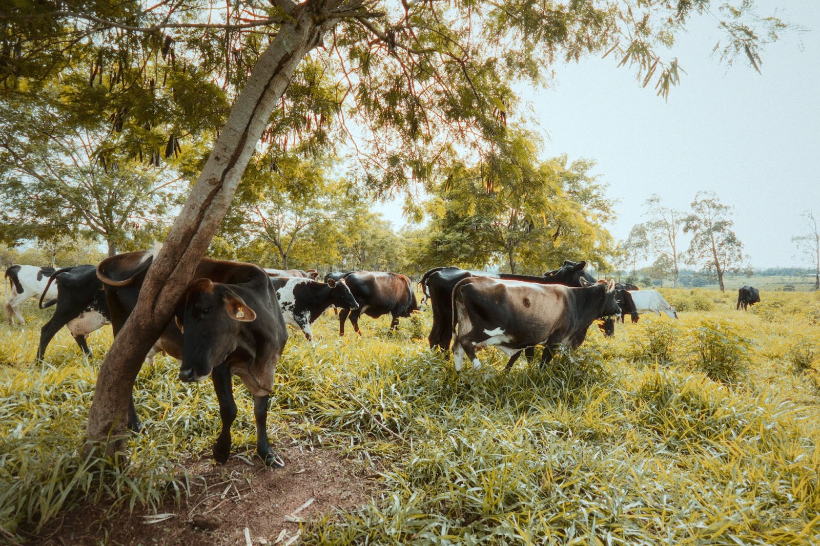 Uma vaca marrom coça a cabeça e o pescoço em uma árvore de leucena que aparece em primeiro plano. Atrás, há várias outras vacas pastando entre capins, arbustos e árvores. 
