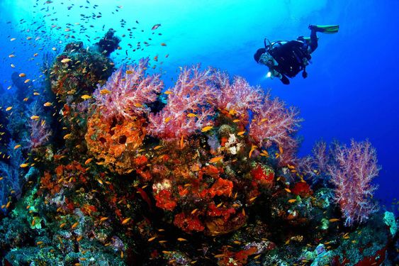 diving in Hurghada egypt