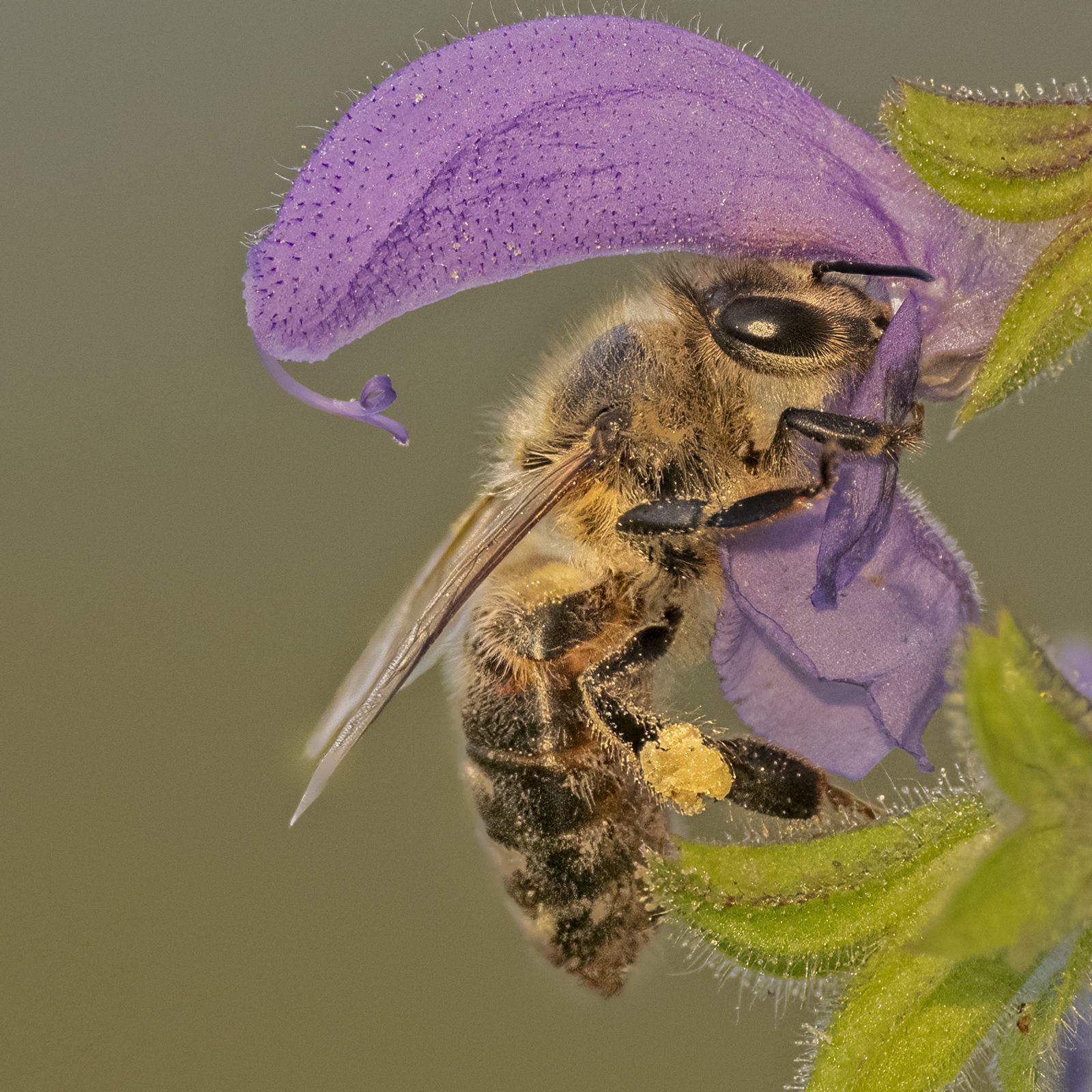 "Deep in the Flower" by Ran Fuchs